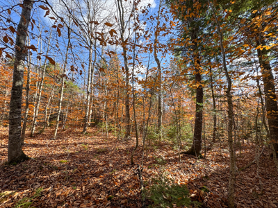 115± Acres with Trout Brook, Power & Paved Road Access - image 23