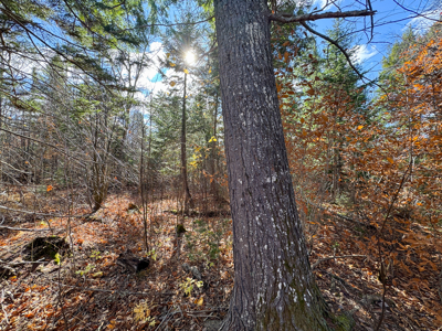 115± Acres with Trout Brook, Power & Paved Road Access - image 22