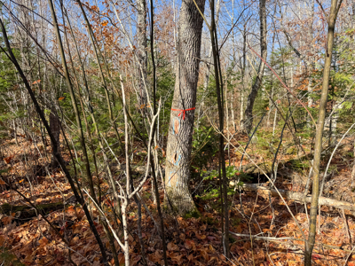 115± Acres with Trout Brook, Power & Paved Road Access - image 26