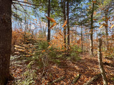 115± Acres with Trout Brook, Power & Paved Road Access - image 24