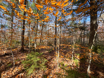 115± Acres with Trout Brook, Power & Paved Road Access - image 25