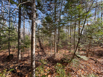 115± Acres with Trout Brook, Power & Paved Road Access - image 16