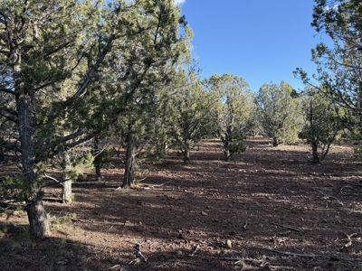 Northern AZ Large Land for Sale with Improvements - image 15
