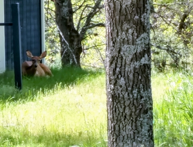 Charming Cabin w/ Garage on 3 Private Lots - Canada Creek Ranch - image 22