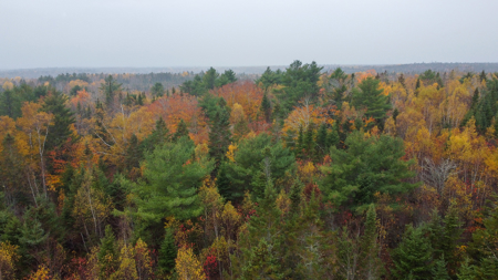 80± Acres Near the Coast - Pembroke, Maine - image 4