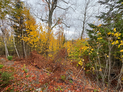 80± Acres Near the Coast - Pembroke, Maine - image 23