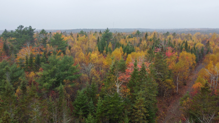 80± Acres Near the Coast - Pembroke, Maine - image 3