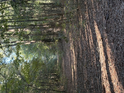 Prime 79 Acres in Fouke, AR – Build, Farm, or Hunt Near Texarkana - image 7