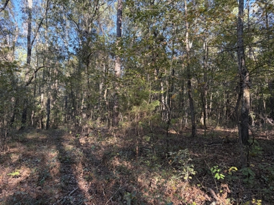 Prime 79 Acres in Fouke, AR – Build, Farm, or Hunt Near Texarkana - image 6