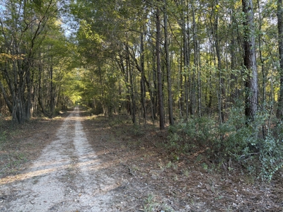 Prime 79 Acres in Fouke, AR – Build, Farm, or Hunt Near Texarkana - image 3