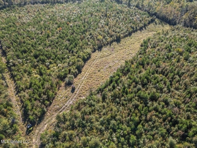 113 Acres of Hunting Land in Liberty, Mississippi - image 1
