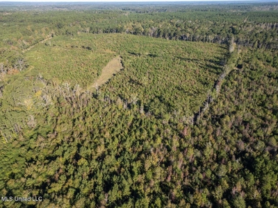 113 Acres of Hunting Land in Liberty, Mississippi - image 2