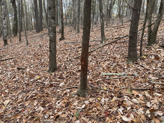 Wooded Land Tract for Sale in Willis VA!