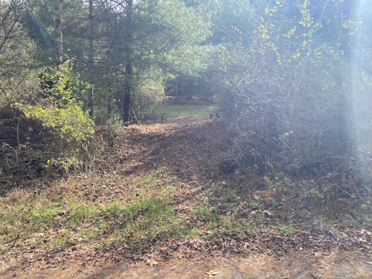 Wooded Land Tract for Sale in Willis VA!