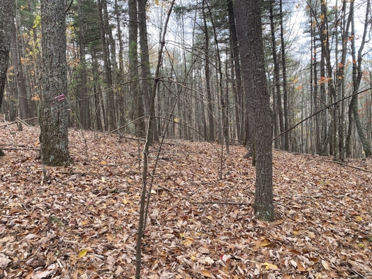 Wooded Land Tract for Sale in Willis VA!