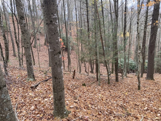 Wooded Land Tract for Sale in Willis VA!
