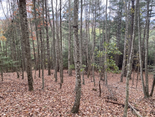 Wooded Land Tract for Sale in Willis VA!