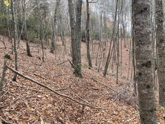 Wooded Land Tract for Sale in Willis VA!