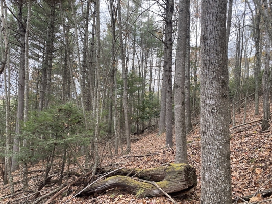 Wooded Land Tract for Sale in Willis VA!