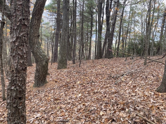 Wooded Land Tract for Sale in Willis VA!
