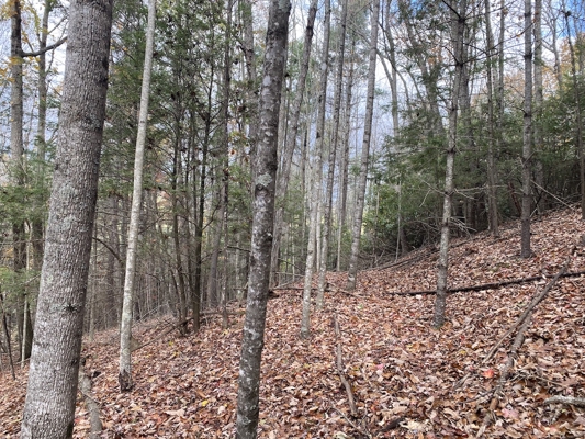 Wooded Land Tract for Sale in Willis VA!