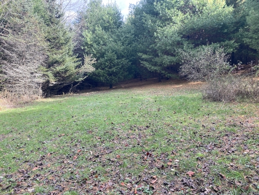Wooded Land Tract for Sale in Willis VA!