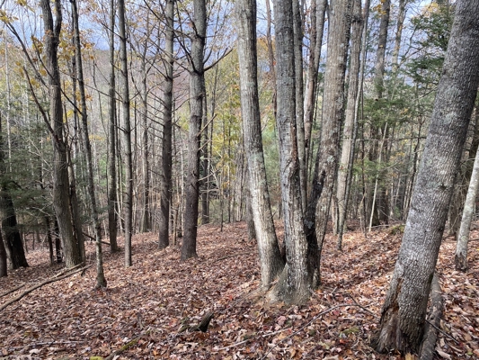 Wooded Land Tract for Sale in Willis VA!