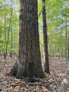 Hunting land for sale in Michigan - image 36