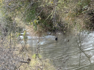 Hunting land for sale in Michigan - image 28