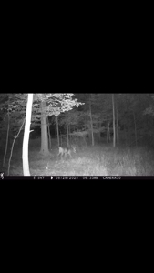 Hunting land for sale in Michigan - image 24