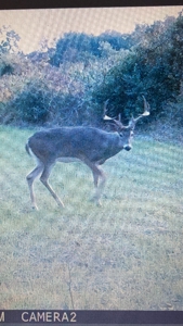 Hunting land for sale in Michigan - image 32