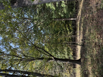 Hunting land for sale in Michigan - image 26