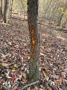 Hunting land for sale in Michigan - image 33