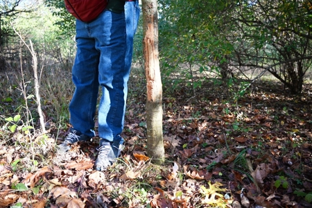 Hunting land for sale in Michigan - image 20