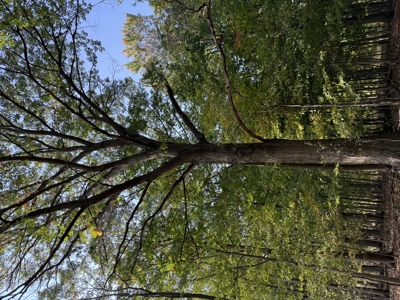 Hunting land for sale in Michigan - image 27