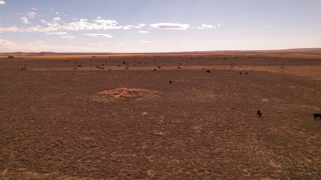 Northern Plains Farm & Ranch | 2,193± Acres | Daniels County, Mon - image 11