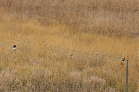 Northern Plains Farm & Ranch | 2,193± Acres | Daniels County, Mon - image 19