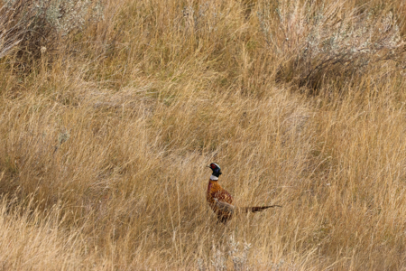 Northern Plains Farm & Ranch | 2,193± Acres | Daniels County, Mon - image 17