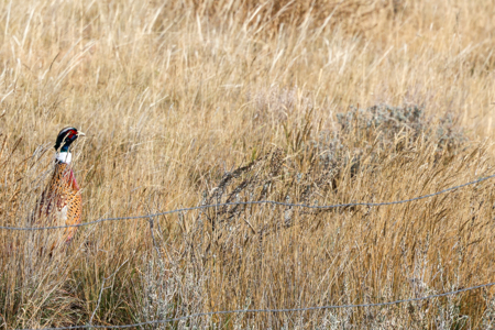 Northern Plains Farm & Ranch | 2,193± Acres | Daniels County, Mon - image 3