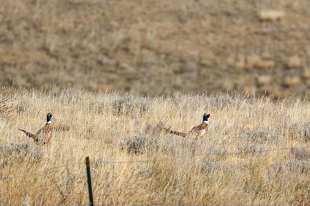 Northern Plains Farm & Ranch | 2,193± Acres | Daniels County, Mon - image 30