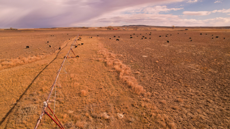 Northern Plains Farm & Ranch | 2,193± Acres | Daniels County, Mon - image 4