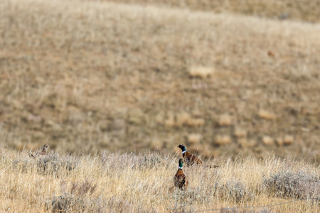 Northern Plains Farm & Ranch | 2,193± Acres | Daniels County, Mon - image 47