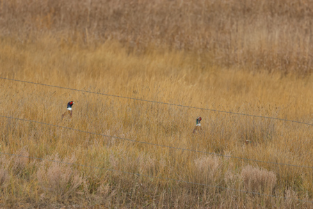 Northern Plains Farm & Ranch | 2,193± Acres | Daniels County, Mon - image 38