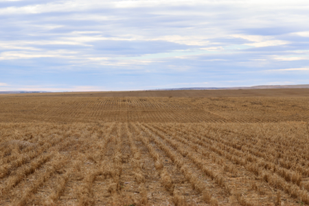 Northern Plains Farm & Ranch | 2,193± Acres | Daniels County, Mon - image 46