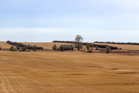 Prairie Pheasant Farm | Froid, MT - image 38