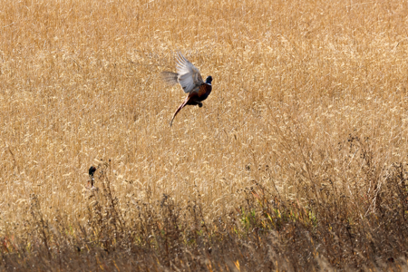 Prairie Pheasant Farm | Froid, MT - image 5