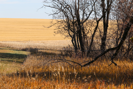 Prairie Pheasant Farm | Froid, MT - image 8