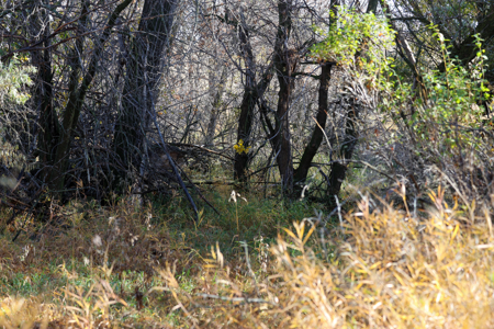Prairie Pheasant Farm | Froid, MT - image 25