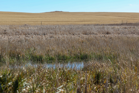 Prairie Pheasant Farm | Froid, MT - image 15
