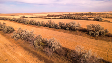 Prairie Pheasant Farm | Froid, MT - image 10